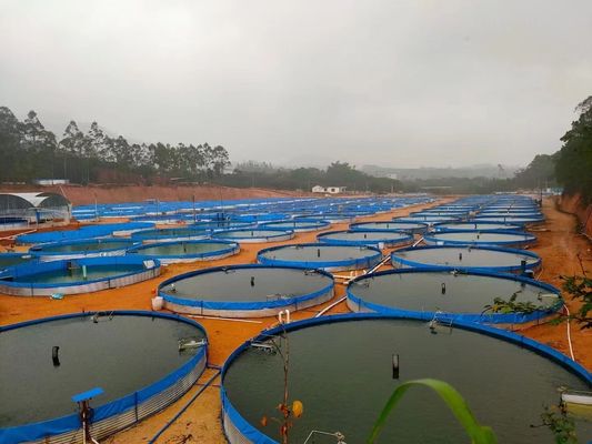 1000LPH Capacity Tilapia Aquaculture RAS Recirculating System for Indoor Fish Farming